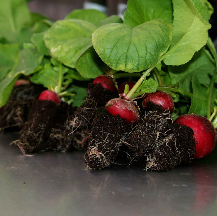 Close up shot of radishes still in grow media. Shows root growth and flowering veg.