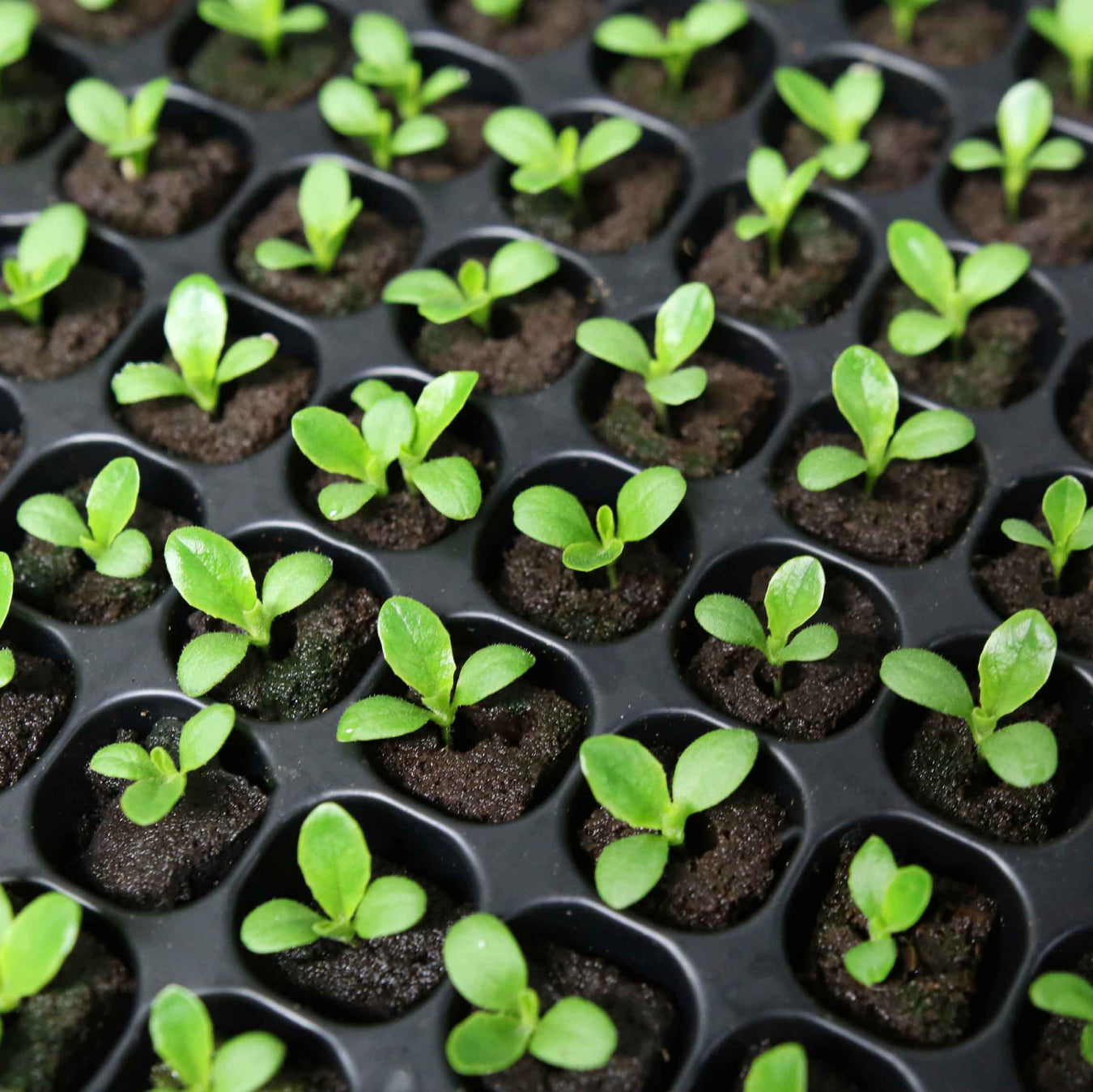 Seedlings and grow media in a cell tray