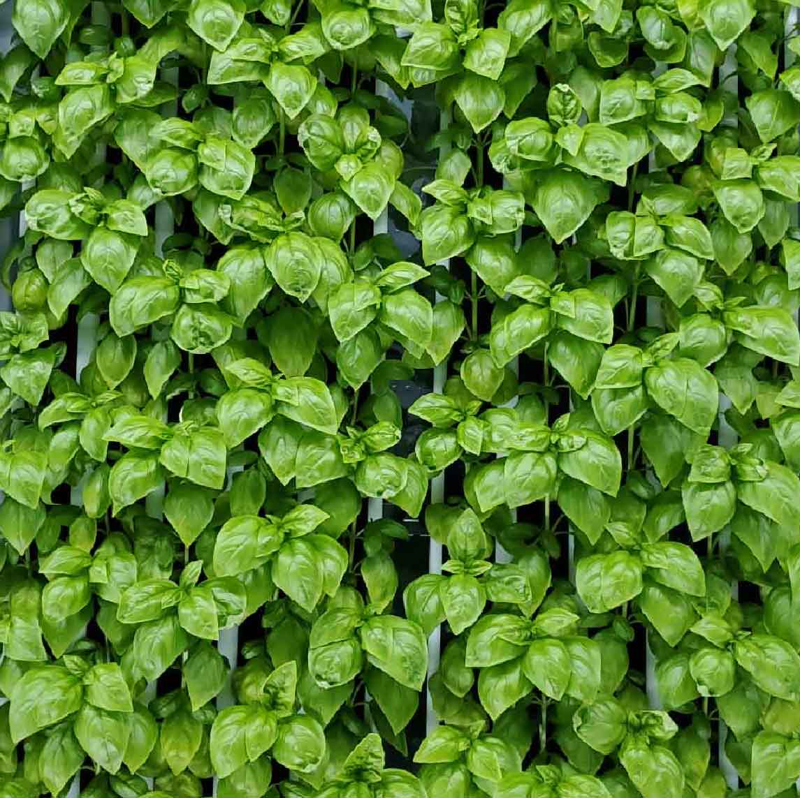 Vertical farming leafy greens