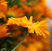 Orange calendula flower close up shot