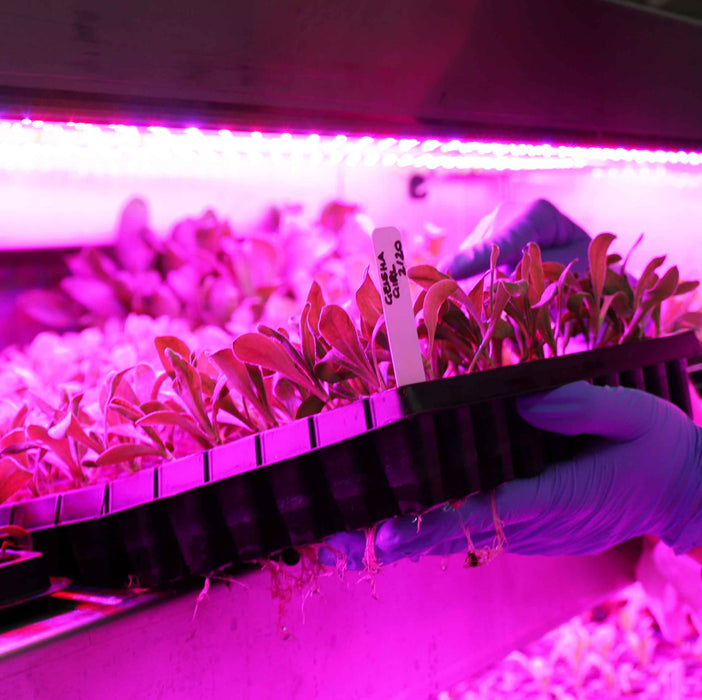 Close up photo of a seedling tray inside of a hydroponic Freight Farm with root growth shown on the bottom of the tray