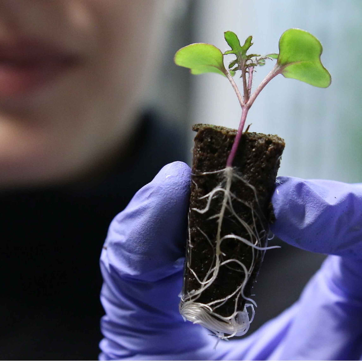 close of up ihort coco & peat moss grow plug with root growth