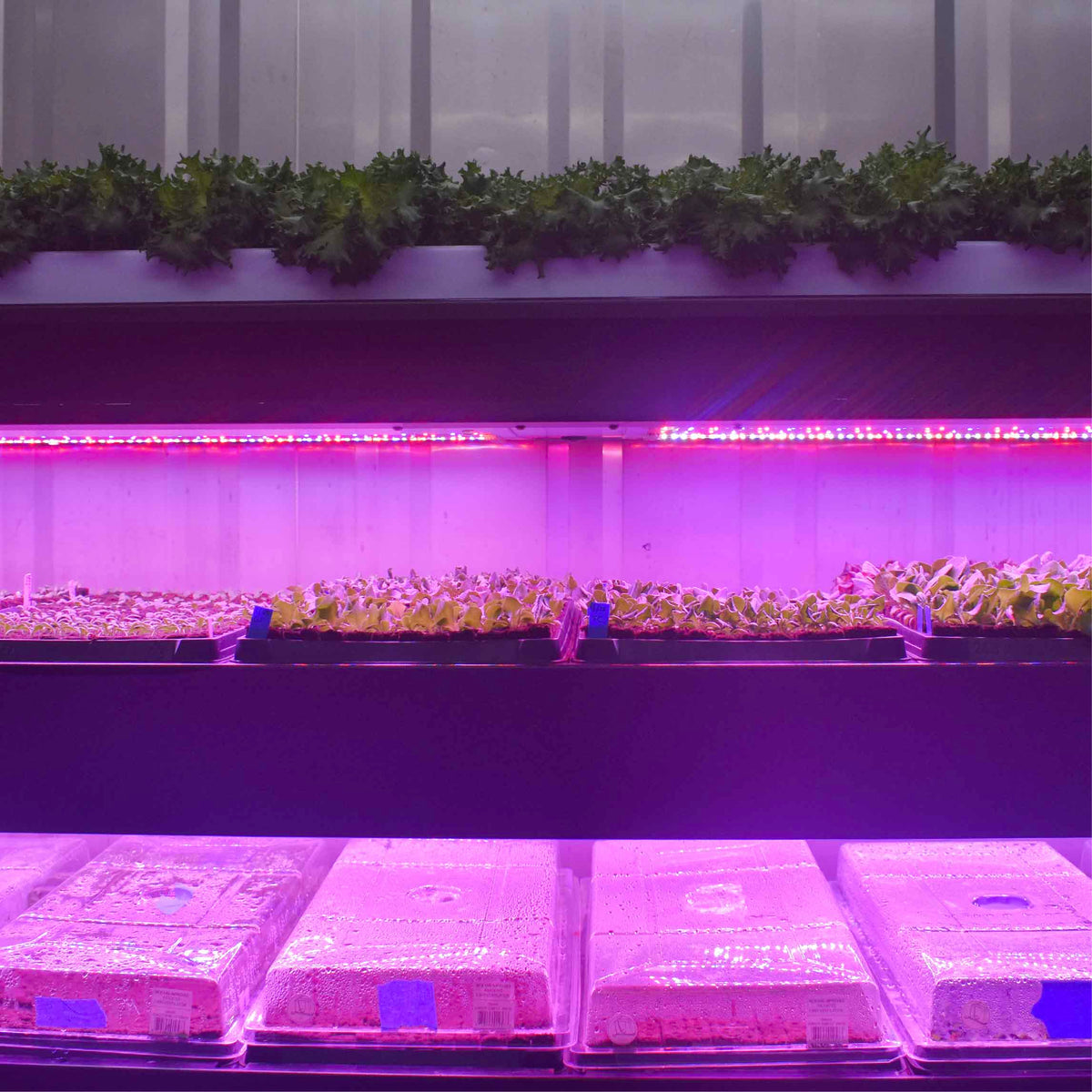 humidity domes in bottom nursery trough with led lights on