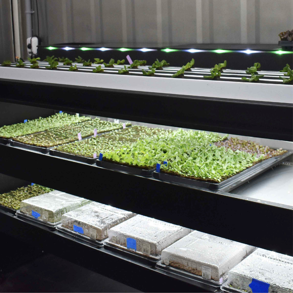 humidity domes in bottom nursery trough