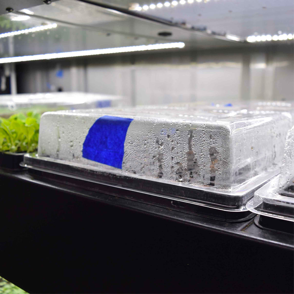 close up of humidity dome in nursery trough