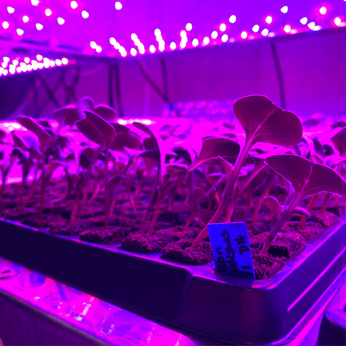 blue plant stake label in seedling tray under led lights