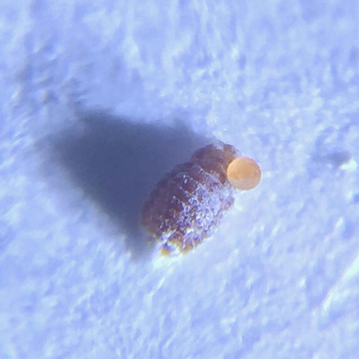 example of photo taken with universal phone microscope